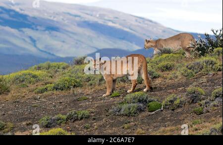 Deux Cougars sauvages (couleur de la concolor Puma) dans le parc national Torres del Paine au Chili. Marche côte à côte. Banque D'Images