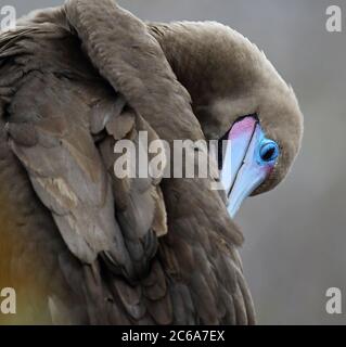 Gros plan d'un Booby à pieds rouges (Sula sula websteri) sur les îles Galapagos, Équateur. Plumes de prédurcissement. Banque D'Images