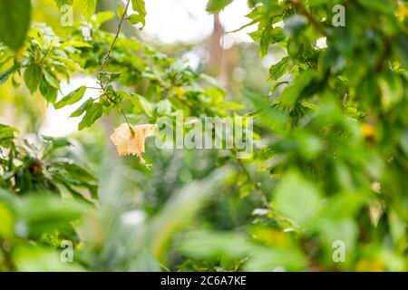 Fleur d'hibiscus orange aux Maldives. Fleurs tropicales sur feuillage vert Banque D'Images