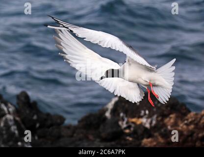 Mouette à queue de cygne (Creagrus furcatus) adulte sur les îles Galapagos, en Équateur. En vol avec la mer comme arrière-plan. Banque D'Images