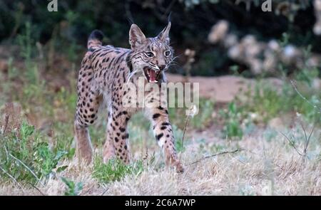 Lynx ibérique adulte (Lynx pardinus) à Andujar en Espagne. Marche à travers son habitat. Banque D'Images