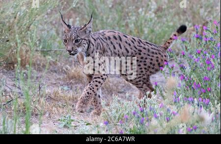 Lynx ibérique adulte (Lynx pardinus) à Andujar en Espagne. Marche lentement vers une proie possible. Banque D'Images