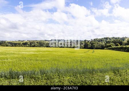 Vue sur un champ d'orge au village de Guitting Power, Gloucestershire, Royaume-Uni Banque D'Images