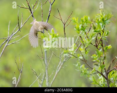 Paruline arctique (Phylloscopus borealis) qui s'entête d'un petit arbre en Alaska, aux États-Unis> Banque D'Images