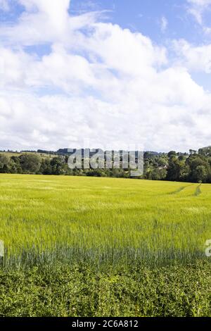 Vue sur un champ d'orge au village de Guitting Power, Gloucestershire, Royaume-Uni Banque D'Images