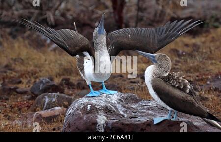 Affichage de Blue-footed Booby (Sula nebouxii) sur les îles Galapagos, Equateur. Un homme se présente devant une femme (à droite). Banque D'Images