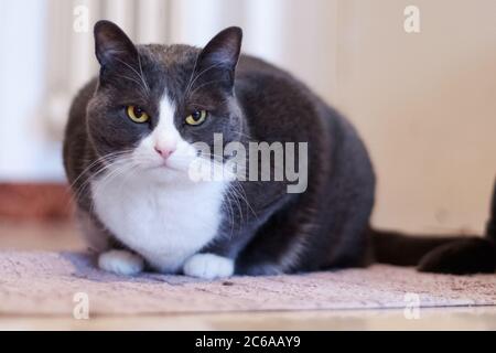 Grincheuse, beau, blanc et gris chat femelle avec yeux orange Banque D'Images