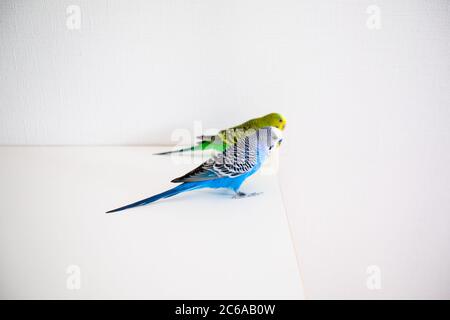 La paire de parakeets Melopsittacus undulatus est assise sur la table blanche Banque D'Images