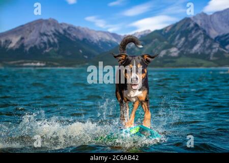 Surf sur une vague de chien Banque D'Images