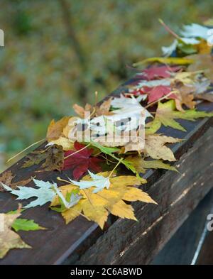 Laubfall im Aceretum, Wein-Ahorn Acer circinatum Banque D'Images