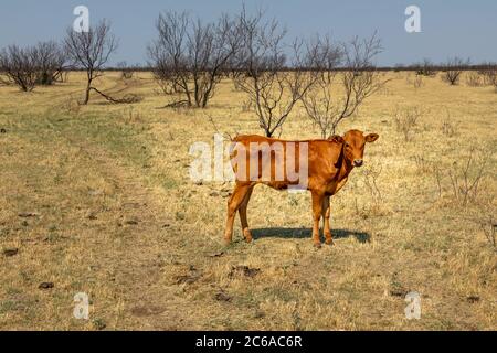 Texas Longhorn boeuf veau debout dans un pâturage Banque D'Images
