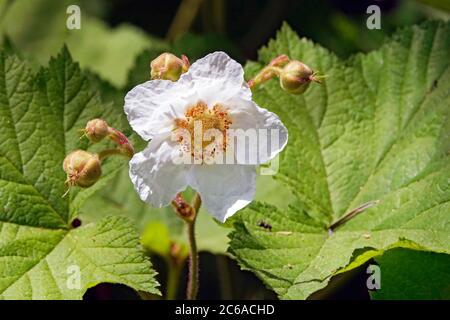 La floraison d'une plante de thimbleberry, Rubus parviflorus, l'une des baies comestibles qui pousse à l'état sauvage en Amérique du Nord. Celui-ci est les montagnes Cascade de Banque D'Images