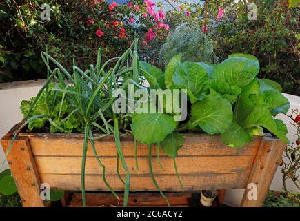 Légumes poussant sur le patio dans la boîte de plantes. Banque D'Images