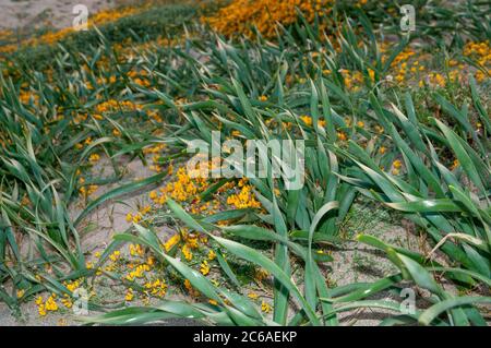 Feuilles vertes de Daffodil de mer (Pancratium maritimum) et fleurs sauvages jaunes de fetch de fer à cheval (Hippotrevis comosa) sur la plage Banque D'Images