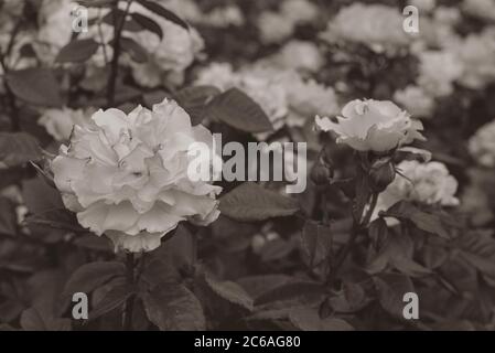 une belle fleur de rose photographiée en noir et blanc Banque D'Images