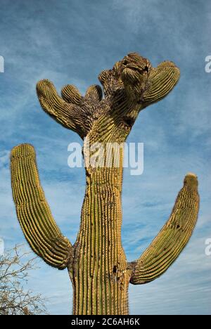 Crested (cristate) saguaro au Centre minier Asarco près de Tucson, Arizona, USA Banque D'Images