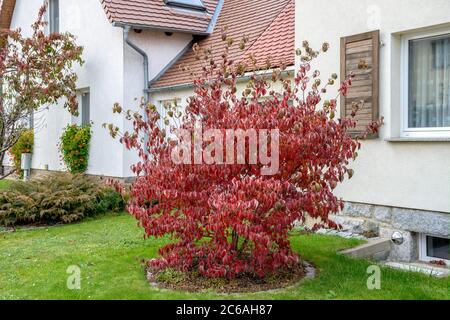 Blumen-Hartreigel Cornus florida F. rubra Banque D'Images