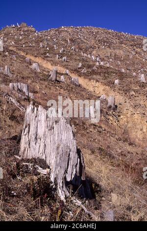 Forêt dévastée sur le sentier Elk Bench Trail près du centre scientifique et d'apprentissage Mount St. Helens, monument volcanique national Mt St Helens, Washington Banque D'Images