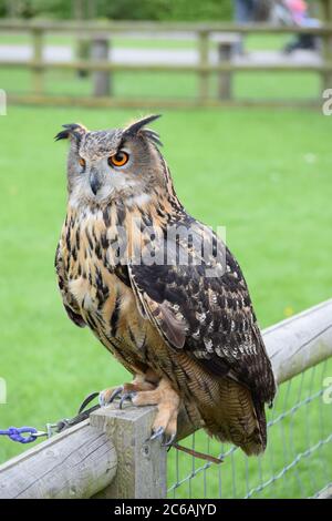 Hibou de l'aigle eurasien perchée sur la clôture Banque D'Images