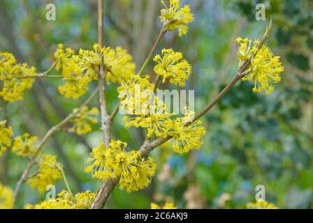 Kornelkirsche Cornus mas Banque D'Images