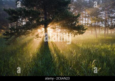 Magnifique paysage de pin au lever du soleil avec rayons du soleil et longues ombres horizontales Banque D'Images