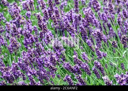 Lavande, Lavandula angustifolia «Violet de Twickel» Banque D'Images