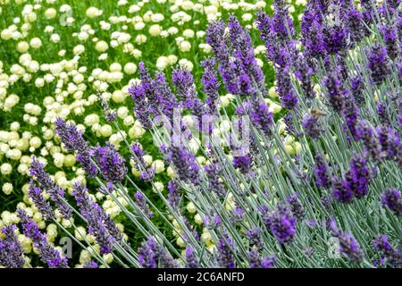 Lavande, lavandula angustifolia ‘Violet de Twickel’ santolina Banque D'Images