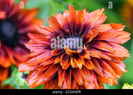 Susan Rudbeckia Cherokee à yeux noirs fleur de coucher de soleil Banque D'Images