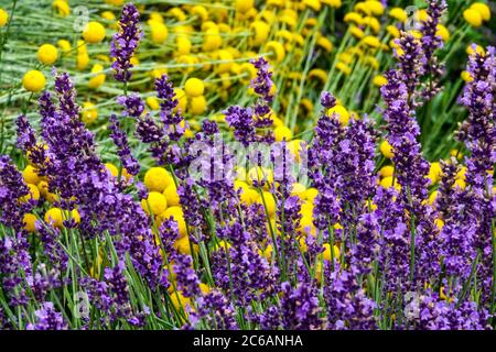 Jardin de lavande Lavandula angustifolia fleurs en fleur «Twickel Purple» Banque D'Images