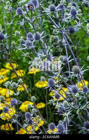 Eryngium caeruleum Anthemis tinctoria Banque D'Images