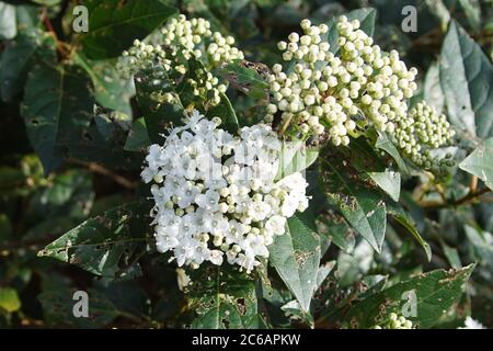 Laurustinus ou laurustine (viburnum tinus). Un buisson vert de la famille des moschatels (Adoxaceae) fleurit à la fin de l'hiver. Pays-Bas, février. Banque D'Images