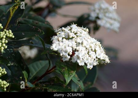 Laurustinus ou laurustine (viburnum tinus). Un buisson vert de la famille des moschatels (Adoxaceae) fleurit à la fin de l'hiver. Pays-Bas, février. Banque D'Images