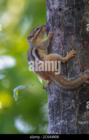 Jeune chipmunk de l'est, léchant la sève dans le nord du Wisconsin. Banque D'Images