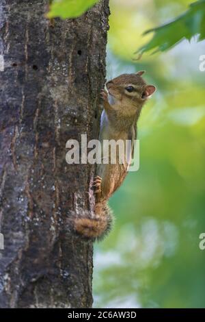 Chipmunk de l'est dans le nord du Wisconsin. Banque D'Images