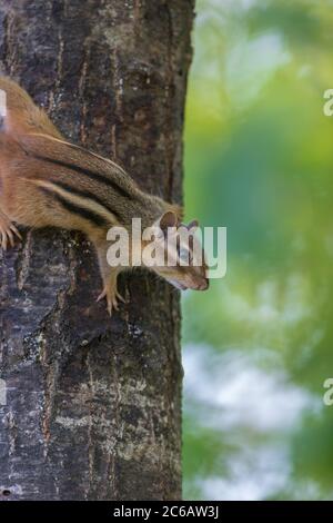 Chipmunk de l'est dans le nord du Wisconsin. Banque D'Images