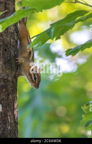 Chipmunk de l'est dans le nord du Wisconsin. Banque D'Images