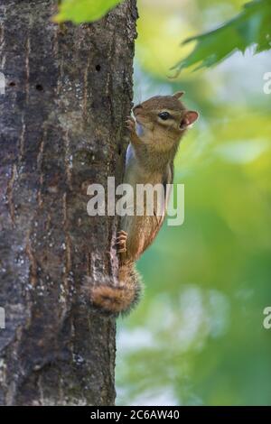 Chipmunk de l'est dans le nord du Wisconsin. Banque D'Images