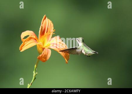 Femelle d'un colibri à gorge rubis, Archilochus colubris, visite d'une fleur de nénuphars pour se nourrir en été Banque D'Images