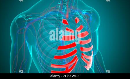 Anatomie du squelette humain cartilage de type Costal 3D Rendering for Medical concept Banque D'Images