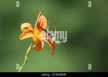 Femelle d'un colibri à gorge rubis, Archilochus colubris, visite d'une fleur de nénuphars pour se nourrir en été Banque D'Images