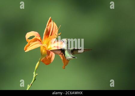 Femelle d'un colibri à gorge rubis, Archilochus colubris, visite d'une fleur de nénuphars pour se nourrir en été Banque D'Images