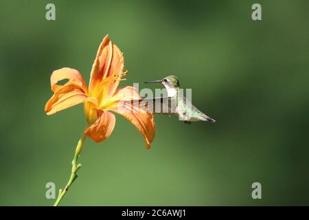 Femelle d'un colibri à gorge rubis, Archilochus colubris, visite d'une fleur de nénuphars pour se nourrir en été Banque D'Images
