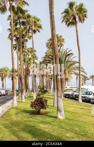 Palmiers le long du parking sur le front de mer à Playa Hondo, Playa de Las Americas, Tenerife, Iles Canaries, Espagne Banque D'Images