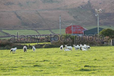 Moutons et agneaux irlandais dans un champ de West Kerry le long de la voie de l'Atlantique sauvage. Banque D'Images