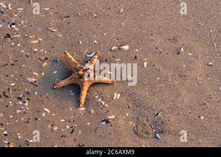 Sea Star dans le sable sur la plage Banque D'Images