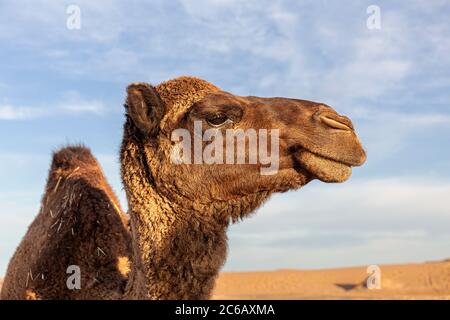 Dromadaire (Camelus dromedarius) Banque D'Images
