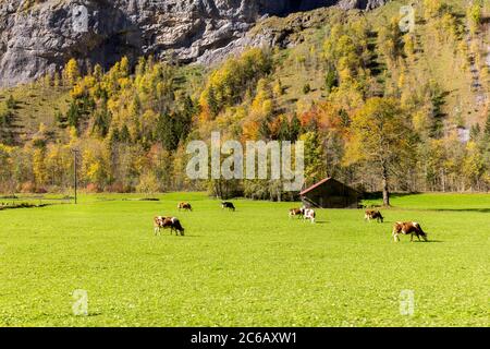 Vallée de Lauterbrunnen avec des vaches suisses en pâturage dans le champ d'automne coloré, Berner Oberland, Suisse. Banque D'Images