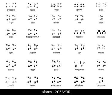 Ensemble d'empreintes d'animaux sauvages sur un fond blanc Banque D'Images