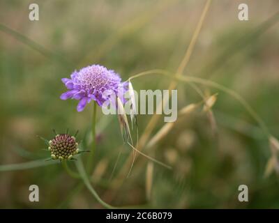 Vue horizontale de Knautia arvensis (L.) Coult., champ Scabien Banque D'Images