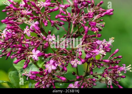 Fuchsia arborescens Banque D'Images